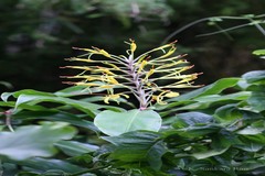Hedychium gardnerianum